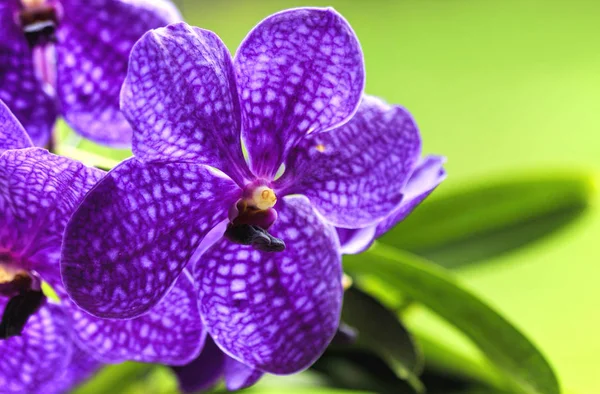紫色兰花绿色背景 — 图库照片