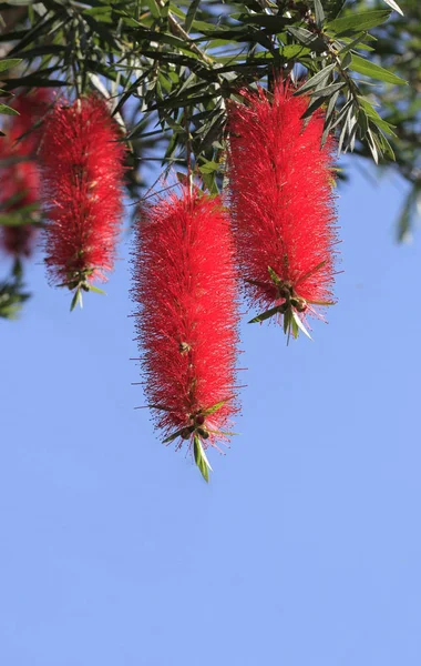 Kwiat czerwony bottlebrush — Zdjęcie stockowe