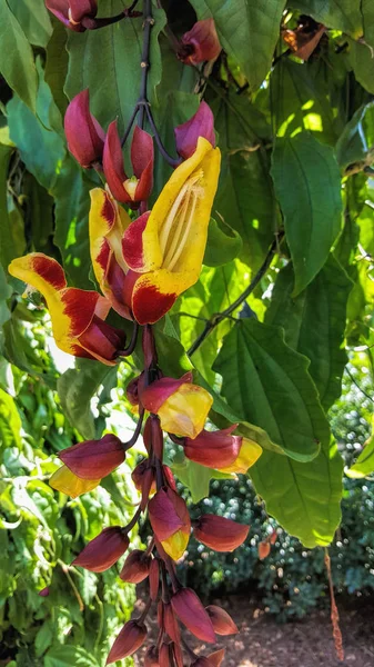 Lady Slipper winorośli uprawianych w tropikach w Cairns — Zdjęcie stockowe