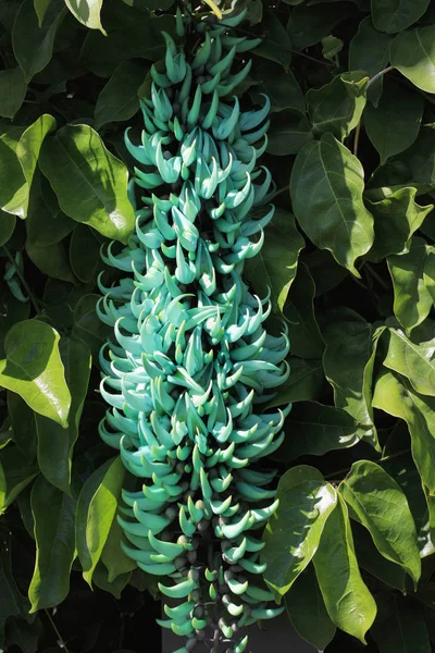 Ongewone Jade vine flower1 — Stockfoto