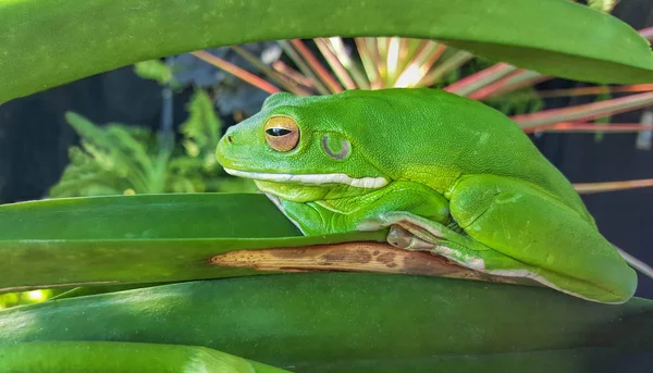 Zielona żaba zakamuflowany — Zdjęcie stockowe
