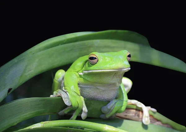 Perto de um sapo verde tropical no jardim — Fotografia de Stock