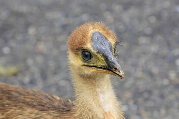 Pět měsíců staré mládě cassowary — Stock fotografie