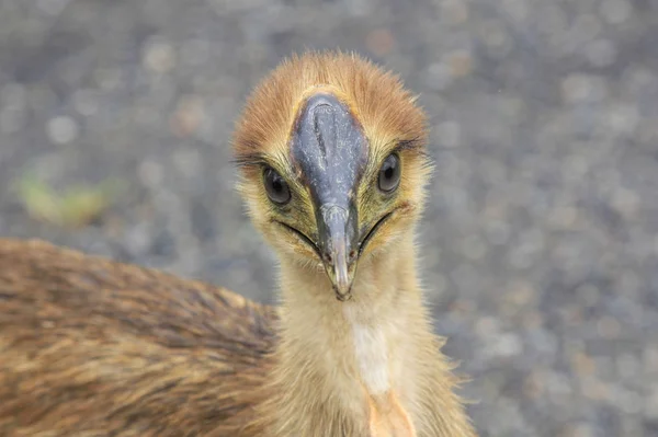 Cassowary chick front view of head — Stock Image Cassowary chick front view of head Stock Picture