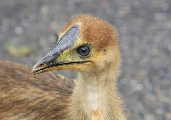 Cassowary chick head view — Stock Photo, Image