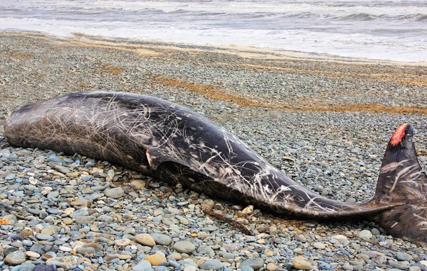 Ballena joven varada — Foto de Stock