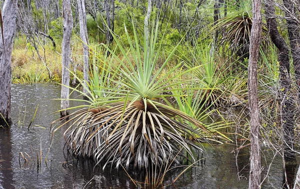 Pandanus v přírodním stavu — Stock fotografie