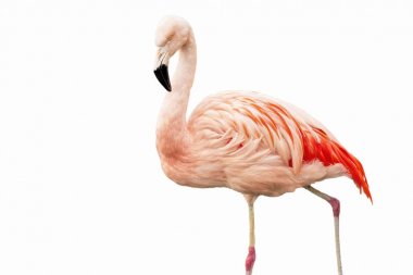 Flamingo beyaz arkaplanda izole edildi