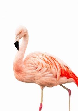 Flamingo sobre fondo blanco