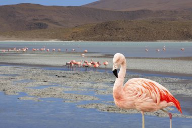 Flamingo Bolivya Güney Amerika