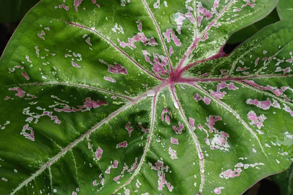 Hoja de Caladio — Foto de Stock