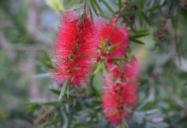 Kırmızı Avustralya çiçek Callistemon