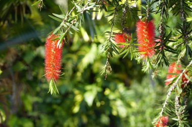 Avustralya yerli kırmızı şişe fırça ağaçlar (Callistemon