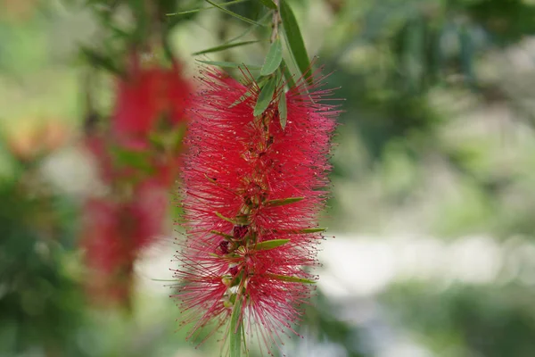 Uma única flor vermelha australiana Callistemon — Fotografia de Stock