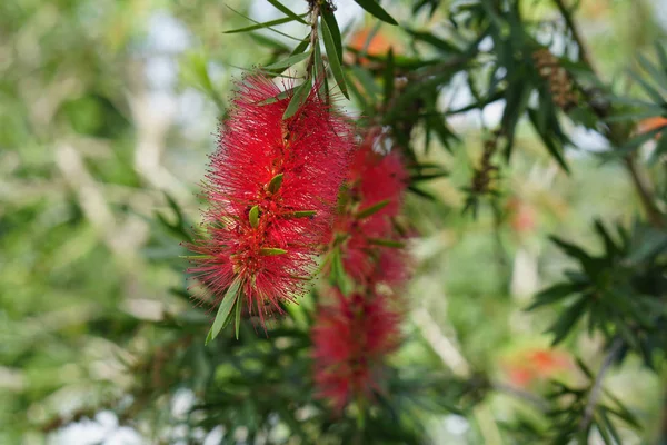 Uma única flor vermelha escova de garrafa australiana — Fotografia de Stock