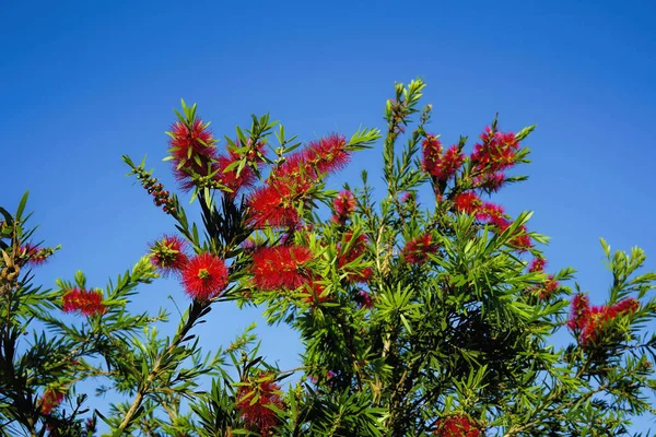 Pinceau bouteille rouge — Photo