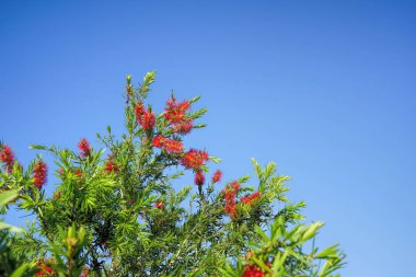 Şişe fırça ağacı egzotik çiçekler