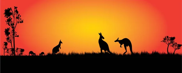 Kängurur utfodring i solnedgången — Stock vektor
