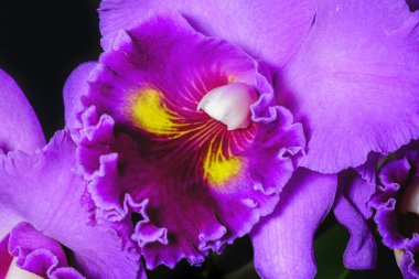 Mauve orkide yakın görünüm
