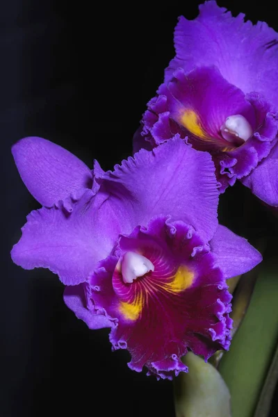 可爱的紫色兰花的肖像视图 — 图库照片
