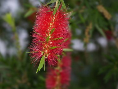 kırmızı şişe fırça çiçek yakın