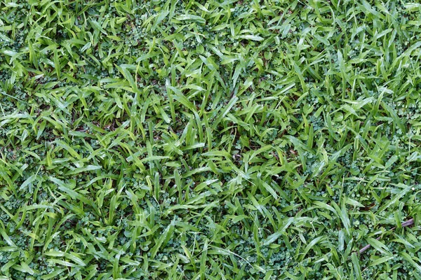 Grüner Rasen nach der Regenzeit — Stockfoto