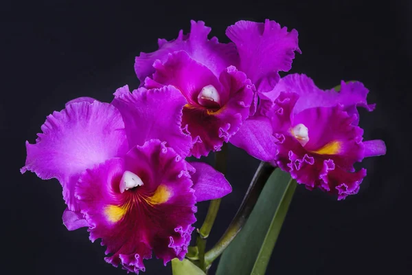 鲜艳的紫色兰花 — 图库照片