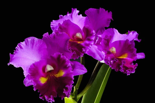 Drie paarse orchideeën op stam — Stockfoto