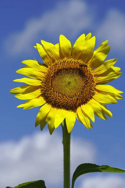 One sunflowers with a sky background — Stock Photo, Image