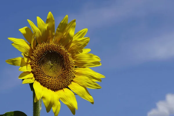 One sunflowers with a sky background — Stock Photo, Image