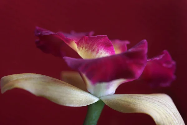 Uma orquídea vibrante vertical rosa no fundo vermelho — Fotografia de Stock