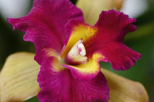 Close-up de orquídea rosa com centro amarelo — Fotografia de Stock