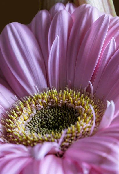 Pembe gerber çiçek görünümü kapatın — Stok fotoğraf