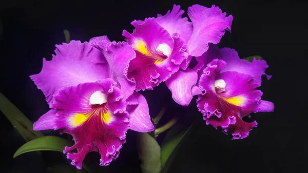 Lila orkidéer på svart bakgrund — Stockfoto