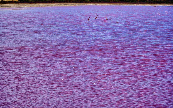 Hutt Lagune roze zoutmeren — Stockfoto