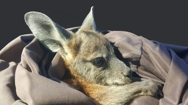 A rescued orphaned joey — Stock Photo, Image