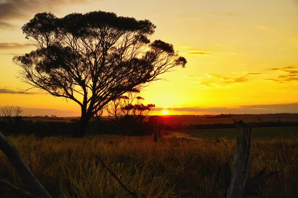 Sunset in Australia with trees — Stok fotoğraf