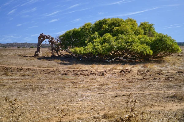 Famoso Árbol Inclinado Geralton — Foto de Stock