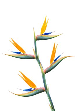 Güzel tropik cennet kuşu. Strelitzia.