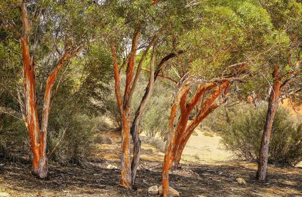 Eucalyptus Salmonophloia Comúnmente Conocida Como Chicle Salmón — Foto de Stock