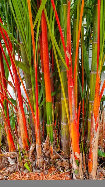 Palma Labios Palma Cera Roja Sellada Una Palma Atractiva Que — Foto de Stock