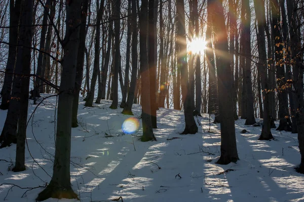 Tramonto in una foresta innevata e bagliore di lenti — Foto Stock