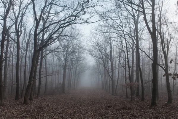 Bosque en misteriosa niebla —  Fotos de Stock