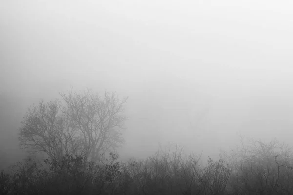 Floresta em misterioso nevoeiro — Fotografia de Stock