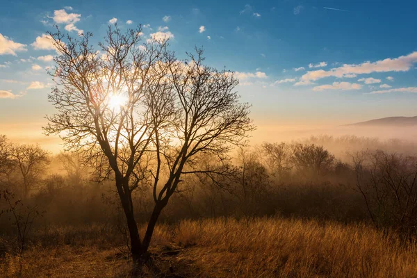 Puesta de sol de oro sobre un bosque brumoso (Las Matras, Hungría ) — Foto de Stock