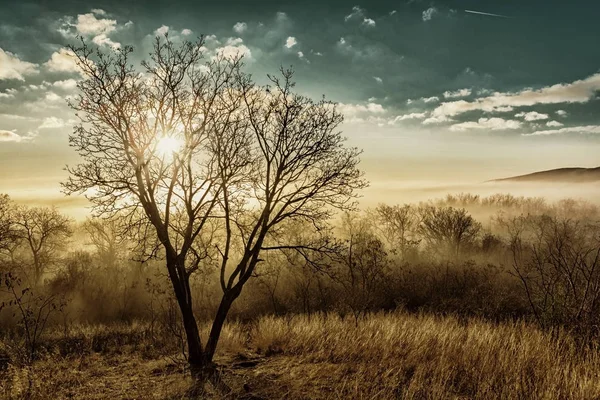 Gold sunset over a foggy forest (HDR)