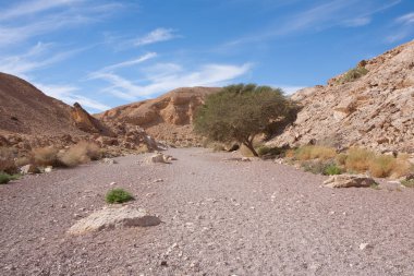 Taş çölde Akasya Ağacı - Red Canyon, İsrail