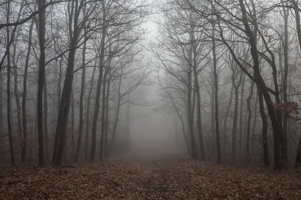 Orman yolu gizemli siste — Stok fotoğraf