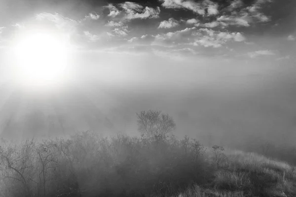 Художній пейзаж туманного лісу з сонячним промінням ( зображення БВ ) — стокове фото