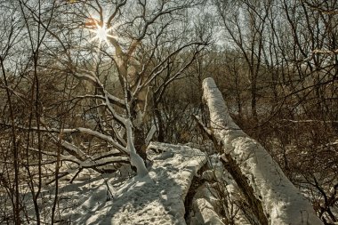 Güneş ve objektif fişekleri (Hdr ile karlı orman yolundaki Turizm)